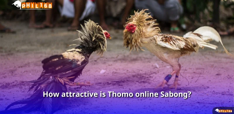 How attractive is Thomo online Sabong?