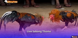 Live Sabong Thomo